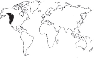 Aliso rojo Procedencia Aliso rojo Procedencia