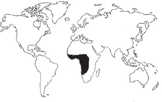 Bossé Procedencia Bossé Procedencia