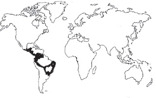 Caoba Procedencia