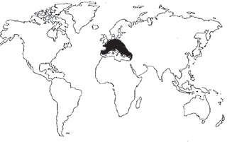 Castaño Procedencia Castaño Procedencia