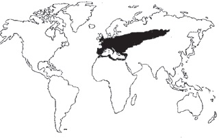 Cerezo europeo Procedencia