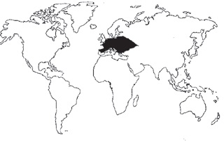 Haya Procedencia Haya Procedencia