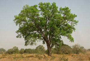 bubinga arbol